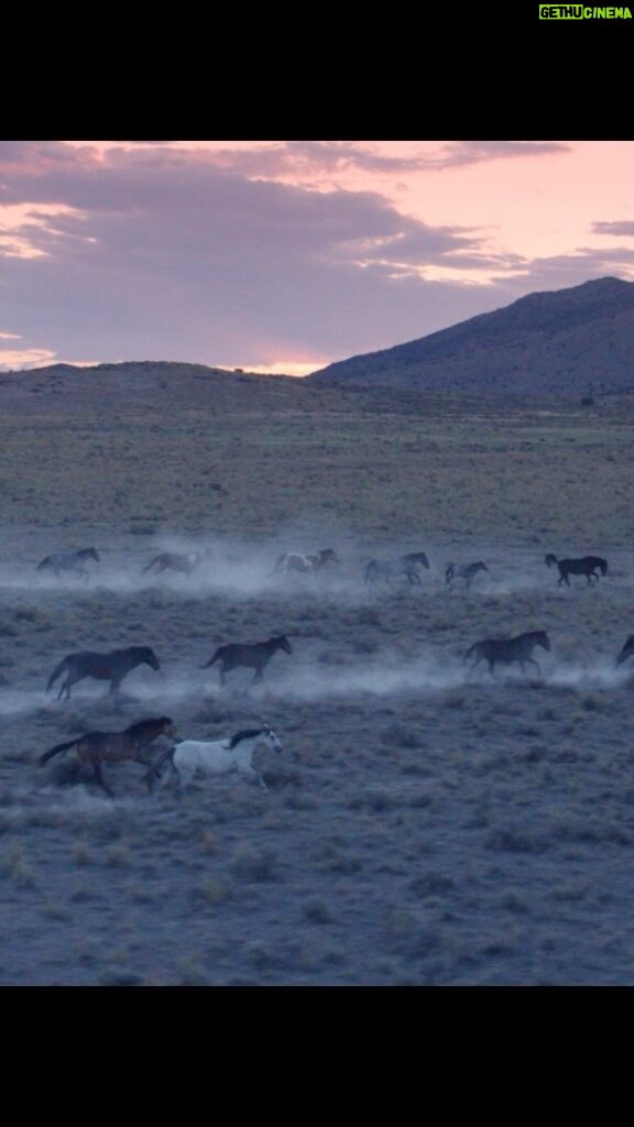 Mackenzie Foy Instagram - Please help spread the word and bring awareness to what is happening to our wild horses. #istandwithwildhorses @wildbeautyspirit @ashleyavis