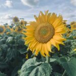 Maggie Civantos Instagram - Días de un poco de todo… de princesa a granjera… Sunflowers, wedding, farm and lovely people … Somerset, England