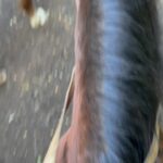 Maggie Civantos Instagram - … #bariloche ☀️ 🐎🍫🌍🤍🇦🇷 entre lagos, caballos y cerveza. @hotelsoldelnahuel.bariloche @may_ariadna 🫶🏼 Bariloche, Argentina