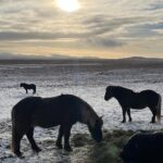 Maggie Civantos Instagram - 🇮🇸 🤍 Piscis ♓️ Horses 🐴 🤍 @borealtravel Iceland