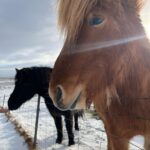 Maggie Civantos Instagram - 🇮🇸 🤍 Piscis ♓️ Horses 🐴 🤍 @borealtravel Iceland
