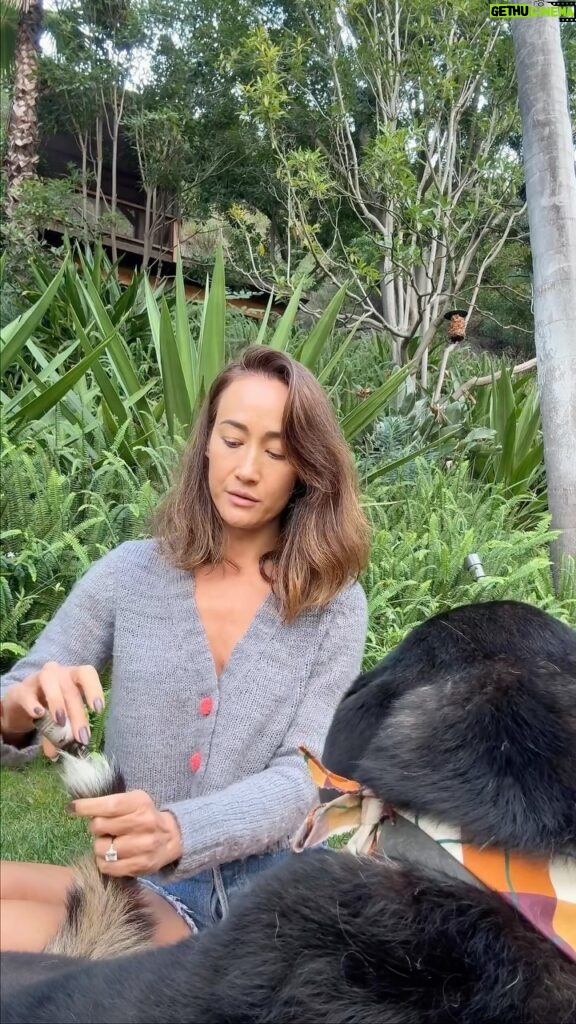 Maggie Q Instagram - Rose and geranium are the essential oils I use to keep fleas and ticks away from my dogs. The oils I use are nothing fancy. I just pick up generic ones from the health food store. It’s one of the wonders of nature that the scents of rose and geranium are so hated by fleas and ticks, but so wonderful to humans! (I love how my dogs smell after placing this on them!) Besides placing drops of essential oils on my dogs, I also like to add garlic to their food during high tick seasons (fall and spring) to give them internal protection too. Try this out on your dogs for flea and tick protection especially if you live in a wooded area or go on lots of hikes.
