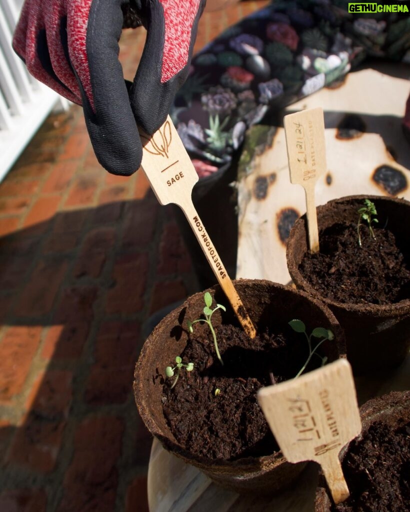 Maggie Q Instagram - There are few better feelings than growing your own food! I started these herbs from certified organic seeds from Spade to Fork, and before I knew it, it was time to repot my little seedlings into bigger pots! It’s just sun, dirt, water, and me bringing these babies to life, and I can’t wait to use these herbs when they’re ready!