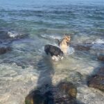 Maggie Q Instagram - Home. The feeling of home is one I’m so blessed to have in Hawaii. It’s a restorative feeling.  A time to reflect, and fill up. Time on my farm and with the dogs are really my place to do that. I’m so lucky to have this place, but I think we can be intentional about cultivating a sense of home too. Even if home for you is not where you grew up or not your related family, that doesn’t diminish home’s power. When you’re choosing people, places, and things to live with, cultivate your home.