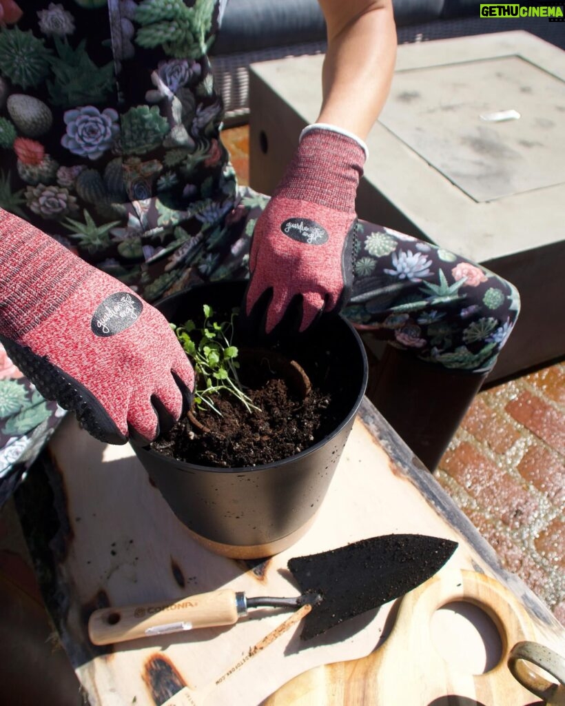 Maggie Q Instagram - There are few better feelings than growing your own food! I started these herbs from certified organic seeds from Spade to Fork, and before I knew it, it was time to repot my little seedlings into bigger pots! It’s just sun, dirt, water, and me bringing these babies to life, and I can’t wait to use these herbs when they’re ready!