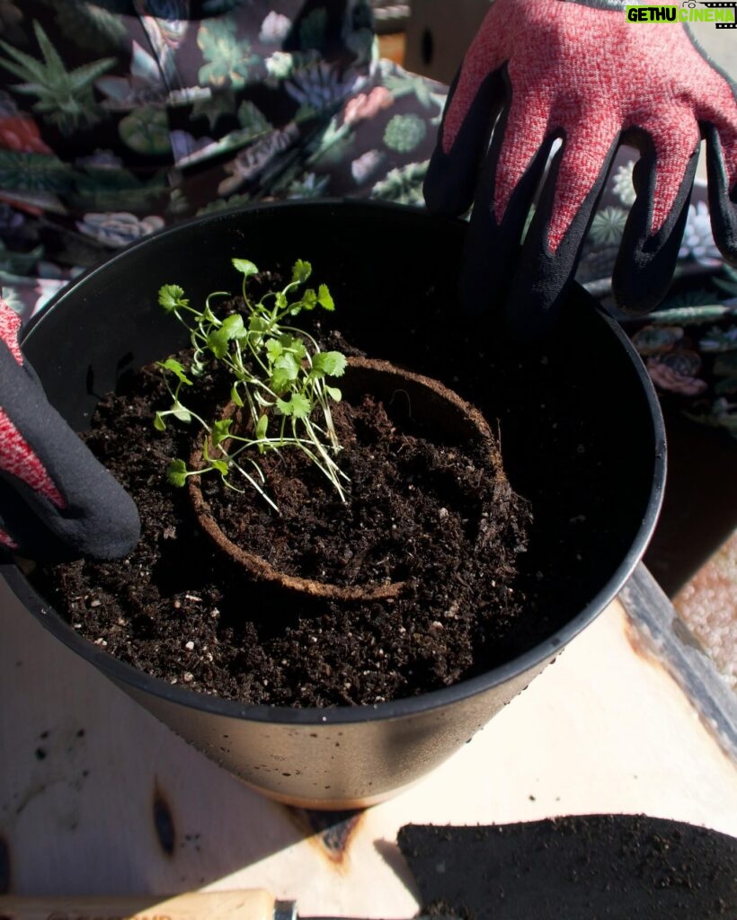 Maggie Q Instagram - There are few better feelings than growing your own food! I started these herbs from certified organic seeds from Spade to Fork, and before I knew it, it was time to repot my little seedlings into bigger pots! It’s just sun, dirt, water, and me bringing these babies to life, and I can’t wait to use these herbs when they’re ready!