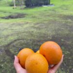 Maggie Q Instagram - Home. The feeling of home is one I’m so blessed to have in Hawaii. It’s a restorative feeling.  A time to reflect, and fill up. Time on my farm and with the dogs are really my place to do that. I’m so lucky to have this place, but I think we can be intentional about cultivating a sense of home too. Even if home for you is not where you grew up or not your related family, that doesn’t diminish home’s power. When you’re choosing people, places, and things to live with, cultivate your home.