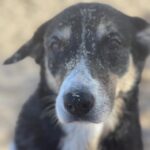 Maggie Q Instagram - Home. The feeling of home is one I’m so blessed to have in Hawaii. It’s a restorative feeling.  A time to reflect, and fill up. Time on my farm and with the dogs are really my place to do that. I’m so lucky to have this place, but I think we can be intentional about cultivating a sense of home too. Even if home for you is not where you grew up or not your related family, that doesn’t diminish home’s power. When you’re choosing people, places, and things to live with, cultivate your home.