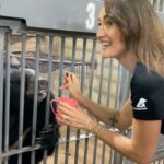 Maggie Q Instagram - I can’t believe how many years I have been able to work with the AMAZING Animals Asia. It’s been close to 20 years since I discovered their mission and what an HONOR is has been to fight alongside them. This recent trip to Vietnam to open the newest sanctuary that will house the remaining bear bile farmed moon bears was a touching moment indeed. When I started with them this practice was legal. Now it has been made ILLEGAL and the remaining few hundred bears who live a life of torture will be brought here to heal, rest, and live the life intended for them. I was able to name Phoenix after she was rescued from many years in a cage. Dumped on a construction site, the lock that imprisoned her sits on my desk. Now she eats bananas and condensed milk and has been given a second chance at her relationship with humans. As flawed as we are, in what we put animals and other people through… the other side are those who work to fix all that. You make the world a better place @animalsasia
