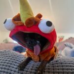 Mamrie Hart Instagram - Low country boils. Dogs dressed as turkeys. Tacky sweatshirts. The past 48 hours have been 🙌🏻. Tired and full. Fully tired.