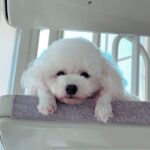Manami Higa Instagram - 可愛いーな こんちきしょー🐾💕笑 #実家のわんこ