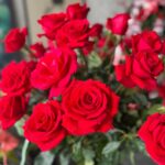 Manuela González Instagram - OH, L’AMOUR! ♥️🌹♥️🌹♥️ @andresvascomont