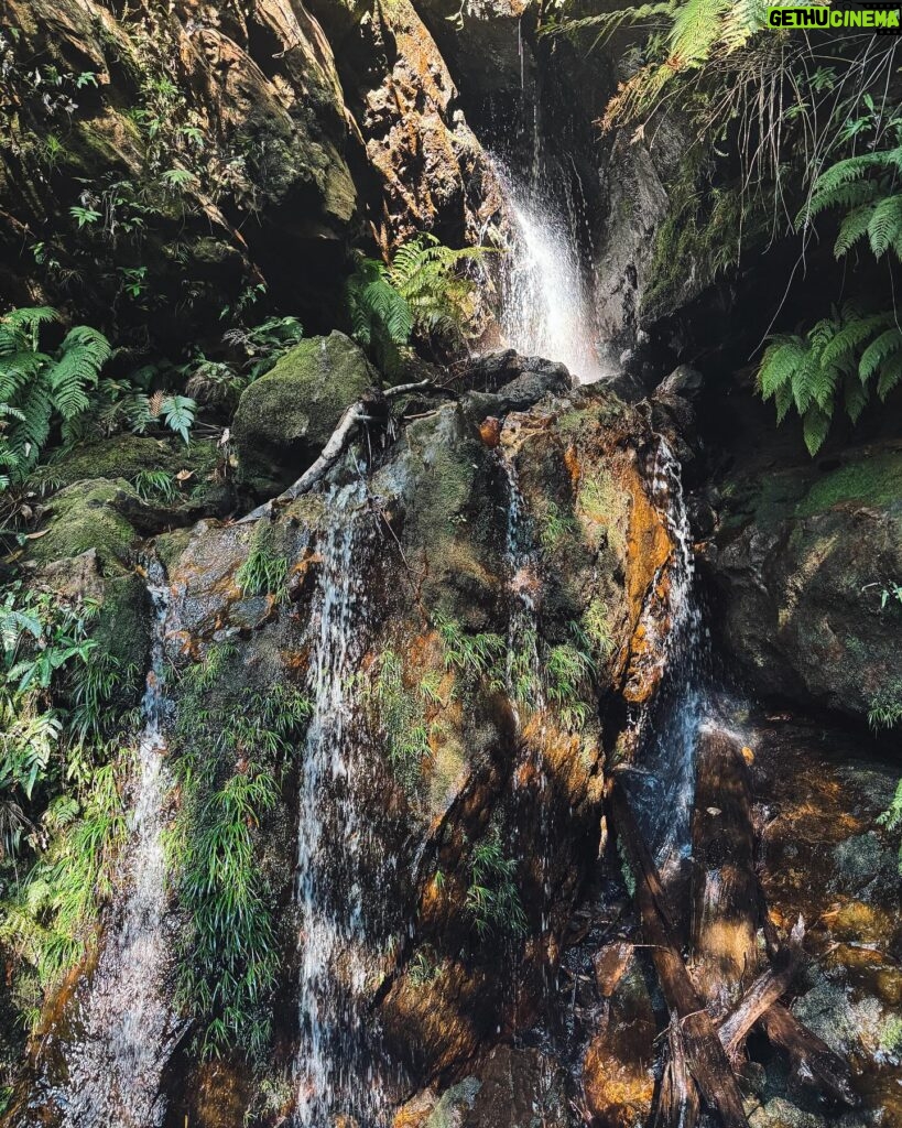 Marcela Fetter Instagram - Eu não tô um pouco apaixonada, eu tô MUITO apaixonada por Blue Mountains! A natureza é sempre surpreendente, a cada 10 minutos de trilha era um cenário completamente diferente e assim, cenário de FILME ENCANTADO! 🍂❤️