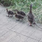 Maren Morris Instagram - I’m not not saying I’m English at this point. 🦆