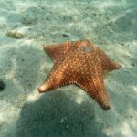 Margarida Corceiro Instagram - Hey there little starfish 🫧