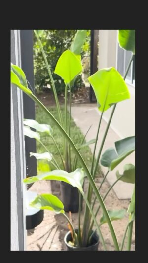 Maria Fernanda Callejón Instagram - Plantas, pasto ,riegos y Deck!
Así fue la transformación que tuvo mi parque cuando vino Marcelo , un tipo apasionado que ama lo que hace !!!! 
Vayan al perfil de 👇@sistemasderiego_decks  o pasen  x el local y consulten !LO SÚPER RECOMIENDO!!!!