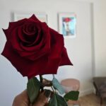Mariana Monteiro Instagram - Uff ...Abril mudanças Mil!! Estudar, Mudar de Casa,Ensaiar, ir ao Cinema e ao Teatro- tudo entre caixas e mais caixas. Reconhecer a sorte que tenho na minha rede de apoio, assim como o esforço que também exige colocar-me em tantas frentes ( e ainda não sou mãe, bem sei😅). Mudar é desapegar, transformar o antigo em novo e a oportunidade de alterar a narrativa que vamos tendo connosco. Estamos sempre a tempo de criar uma nova história que esteja cada vez mais alinhada com aquilo em que acreditamos. Tenho a mania que sou a " miss independent "mas também gosto e Muito de colo! Além disso super-homens ou super-mulheres? Só na ficção🎥. Em relação a mudanças? Venham elas✨️✨️💃 P.s com a casa é que preciso ter calma agora😅 #keepmoving #bettertogether