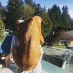 Marie Avgeropoulos Instagram - His devastating reaction when I told him he just gained a few more LBS .... @mybestfriendchewy #dogsofinstagram #woof