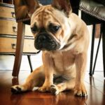 Marie Avgeropoulos Instagram - Just give me treats and quit playin. @soleil_all_day_
