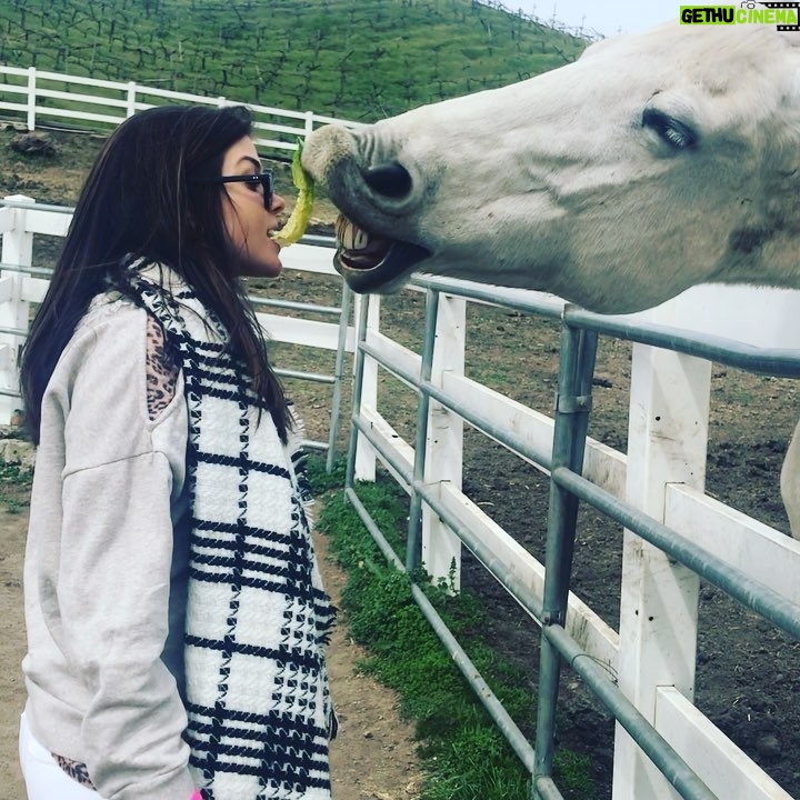 Marie Avgeropoulos Instagram - Who needs a frog or a prince when you have a horsey who will give you a lettuce lip lock 💋🐎 #horse #countrygirl #muah #nicelips