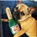 Marie Avgeropoulos Instagram - Meet my new pal . @soleil_all_day_ She’s French , bites my nose and took a bite out of my heart.... and she clearly has champagne problems. #oui #frenchbulldog