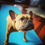 Marie Avgeropoulos Instagram – Yogis… my @soleil_all_day_ will be teaching the Upward dog pose today on Zoom . Even the dog needs to calm the F down apparently . 🙄🧘🏼‍♀️
.
.
.
.
.
#yoga #upwarddog #yogadogs #frenchbulldog