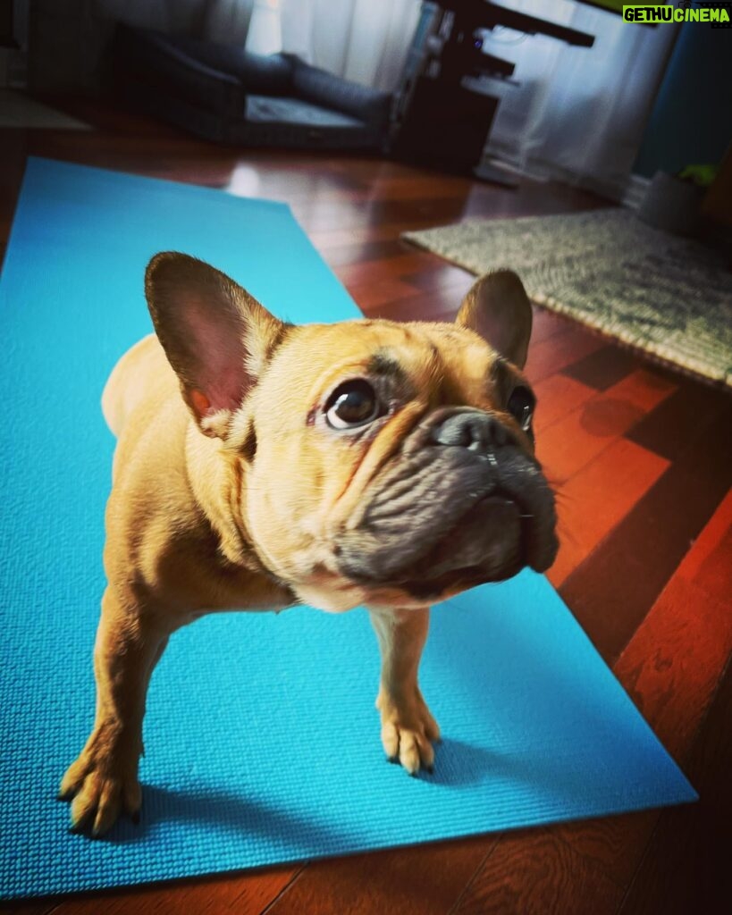 Marie Avgeropoulos Instagram - Yogis... my @soleil_all_day_ will be teaching the Upward dog pose today on Zoom . Even the dog needs to calm the F down apparently . 🙄🧘🏼‍♀️ . . . . . #yoga #upwarddog #yogadogs #frenchbulldog