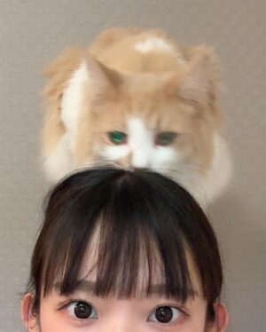 Marina Nagasawa Instagram - 猫の日🐈♡
@poposutaguramu 

#猫の日
#marichuu#nagasawamarina#まりちゅう#長澤茉里奈#gravure#gravureidle#グラビア#グラビアアイドル#japanesegirl