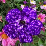 Marion Cotillard Instagram - 💜 petunia night sky!!!