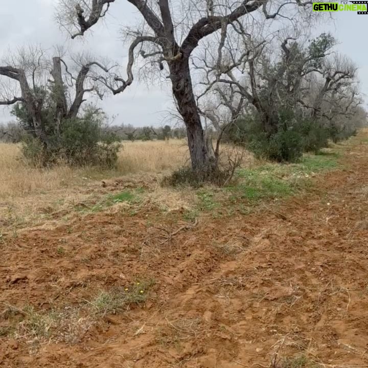 Marisa Tomei Instagram - Devastating to see the olive trees perish in southern Puglia. Beautiful work from @thereallisaleone directing for @fondazione_sylva, bringing solutions and awareness to the plight of the olive trees to raise awareness of the blight on our relatives : the thousand year old olive trees. 🙏