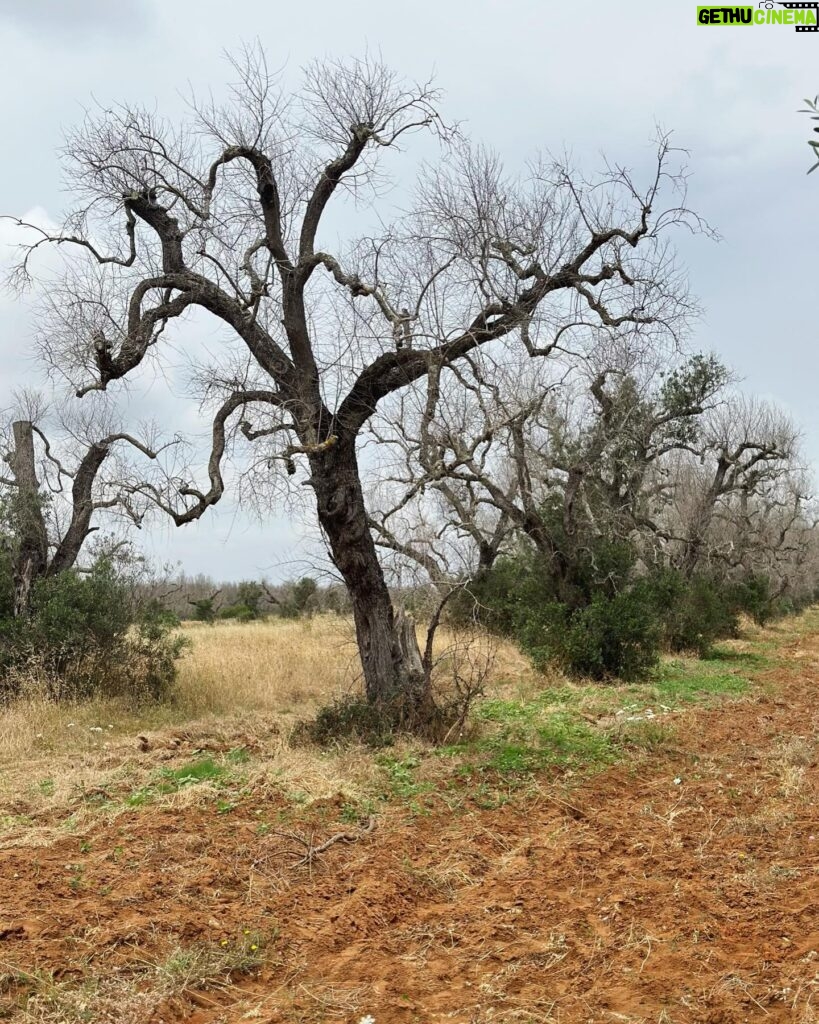 Marisa Tomei Instagram - Devastating to see the olive trees perish in southern Puglia. Beautiful work from @thereallisaleone directing for @fondazione_sylva, bringing solutions and awareness to the plight of the olive trees to raise awareness of the blight on our relatives : the thousand year old olive trees. 🙏