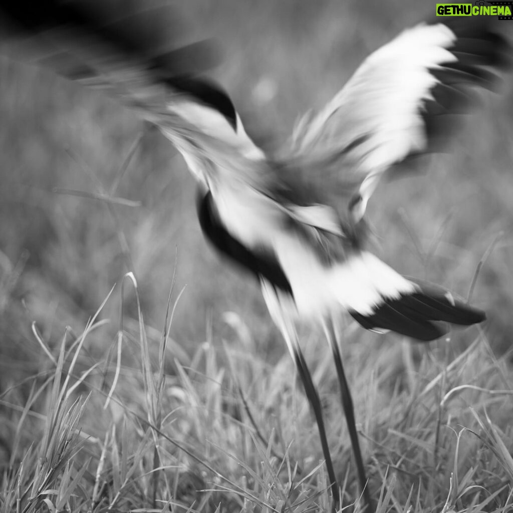 Mariska Hargitay Instagram - My favorite picture so far. Poetry in motion #PetersPics Spur-Winged Lapwing