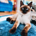 Mariska Hargitay Instagram - And just like that…it’s Friday 😎 #felinefriday #toocoolforschool #siamesecatsofinstagram #karmathe🐈 #blueeyesfordays #Karma