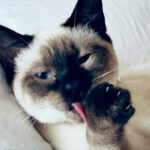 Mariska Hargitay Instagram - Karma is a Cat @taylorswift Meet Karma. My Cat.🐱 #MeAndKarmaVibeLikeThat #AndIKeepMySideOfMyPawClean #KarmaIsACat