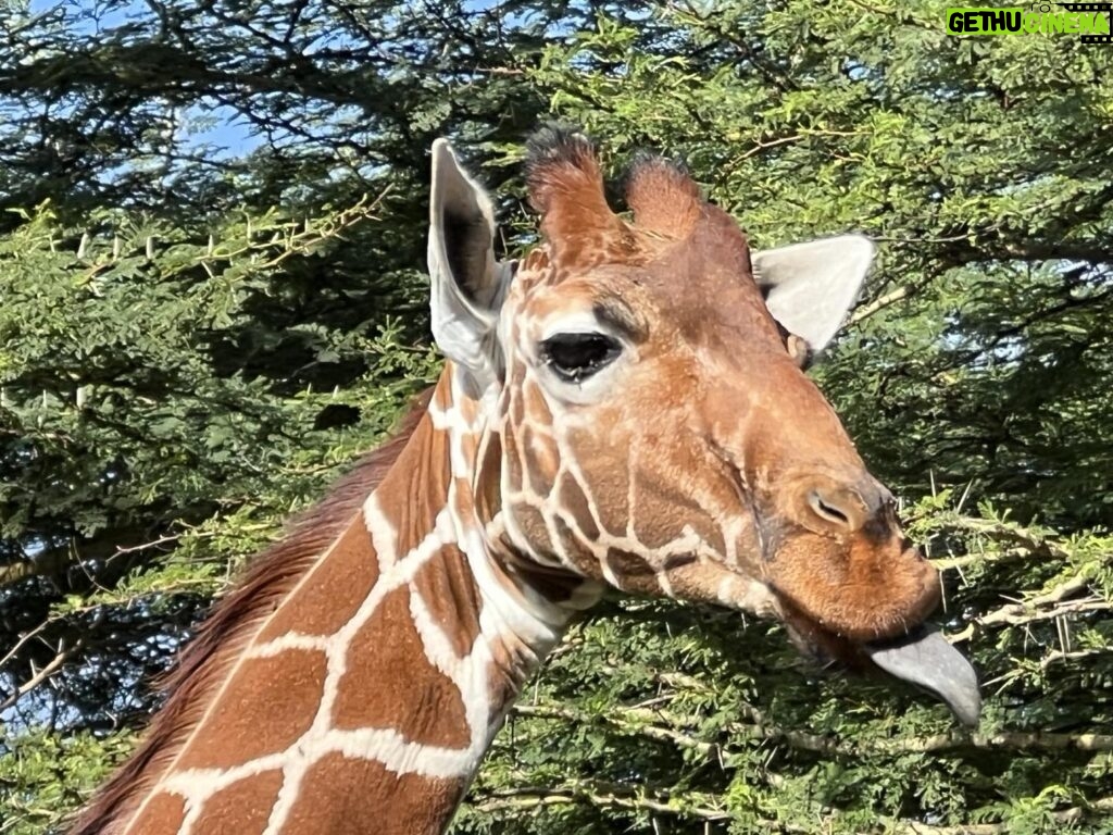 Mariska Hargitay Instagram - Reticulated giraffe