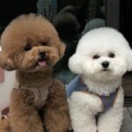 Mariya Boyko Instagram – Хочу собаку той пуделя !!! Чтоб была как игрушка🥹 Кто подарит мне собаку – того заобнимаю😍🥰🙈 УМОЛЯЮЮЮЮ ПОДАРИТЕ МНЕ СОБАКУ