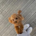 Mariya Boyko Instagram – Хочу собаку той пуделя !!! Чтоб была как игрушка🥹 Кто подарит мне собаку – того заобнимаю😍🥰🙈 УМОЛЯЮЮЮЮ ПОДАРИТЕ МНЕ СОБАКУ