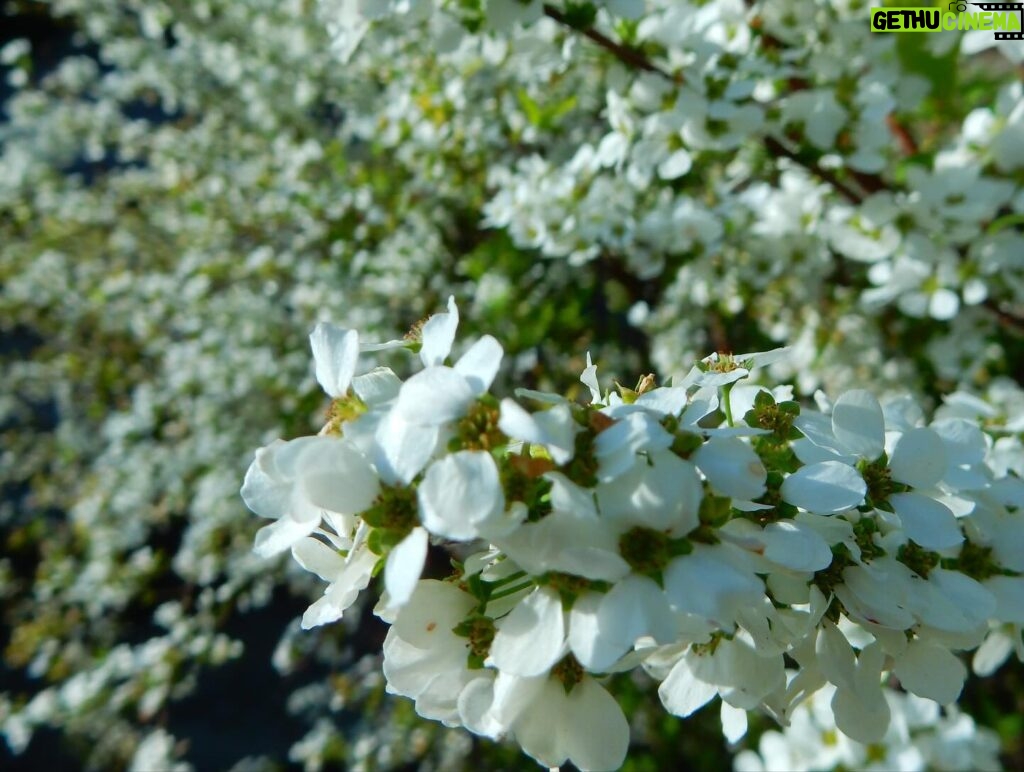 Mariya Nishiuchi Instagram - 🌼🌷🌿🪻🌸🪷🌱 Spring warms the heart. Thank you for all living things and the earth.🌏🌈 おはようございます☀ 皆様良いゴールデンウィークを😋