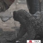Marjorie Estiano Instagram - 🆘FOME CINZA O tão temido período da fome cinzenta chegou... Os animais padecem de fome e sede. Precisamos de ajuda para continuar nosso trabalho. Por favor... Doe! Compartilhe! Pix: 04.085.146/0001-38 Seguimos firmes 👊 Obrigado @ejfoundation pelos registros💚 #rescue #pantanal #life #agua