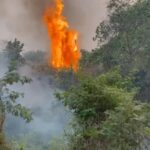 Marjorie Estiano Instagram - O PANTANAL PEDE SOCORRO Há 50 dias o pantanal queima, há semanas estamos avisando que essa catástrofe iria acontecer. Fomos chamados de alarmistas e agora o resultado é esse, vidas inocentes estão sendo ceifadas, o bioma pede socorro. Somente em 2020 foi estimado que cerca de 17 milhões de animais morreram. Agora em 2023, até o presente momento, mais de 1 milhão de hectares já foram queimados. Mais do que nunca precisamos da ajuda de vocês, somos um grupo de voluntários que depende de doações. Nosso caixa está baixo e o custo dessa operação é altíssimo. Doe! Ajude-nos a ajudar o Pantanal! Todo e qualquer valor importa. PIX CNPJ: 04.085.146/0001-38 🙏🏻🐆✨🐒🦎🐞 #incendioflorestal #pantanal #sospantanal #catastrofe #sos #mma #meioambiente