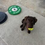 Marjorie Taylor Greene Instagram - The cutest distraction in my workout this morning. 🐶🎾