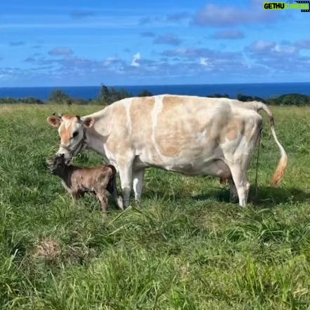 Mark Zuckerberg Instagram - Our new dairy cow Brownie was born at Ko'olau Ranch! The girls wanted to name her Milkmaker, but I thought that was too on the nose so they settled on Brownie 🤣