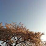 Mayu Matsuoka Instagram - . どうか安らかに 暖かくて優しい場所で 過ごされていますように。 そしてその方々の 大切な人たちに 幸せがたくさんありますように。