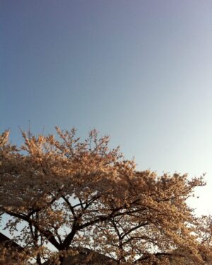 Mayu Matsuoka Instagram - .
どうか安らかに
暖かくて優しい場所で
過ごされていますように。

そしてその方々の
大切な人たちに
幸せがたくさんありますように。