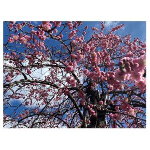Mayu Matsuoka Instagram - こんにちは

4月期ドラマ24
「生きるとか死ぬとか父親とか」

吉田羊さんの演じられるこの物語の主人公 蒲原トキコの
20代を演じさせていただきました。

私は前から羊さんの声が大好きで
映画でもドラマでも舞台でも
声が聞けるのを楽しみにしていたのですが、
現代のトキコを拝見したくて
現場見学に行った時のこと。
ドライリハーサルが始まって一言目、トキコさんの声を聞いた瞬間
目の前が開けた思いでした。
こう演じたい、とピントが合いました。

過去パートでは嬉しい再共演もあったりして。

「普通の家族」という言葉に囚われて
苦しくて悲しい思いをしている人へ
この物語がすくってくれますように。

#生きるとか死ぬとか父親とか
#撮影現場に咲いていた梅を添えて