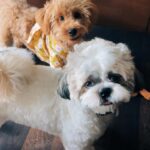 Meg Imperial Instagram - I'm absolutely overjoyed with these two adorable fur babies! They have such distinct personalities that we absolutely adore. One of them is incredibly affectionate and lovable, always wanting to be by our side. And the other one, oh, so classy and sophisticated, yet still sweet in his own way. It's pure bliss having these two fur babies in our lives. We couldn't be happier! 💕 #shihtzu #toypoodle #doglover