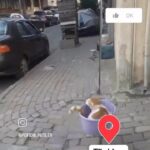 Melek Baykal Instagram - Coğrafya kaderdir…. 🐈 Sonuna kadar izleyin 😍