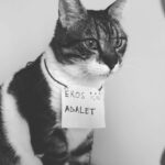 Melek Baykal Instagram - 🐈 Eros için ADALET istiyoruz… #erosyalnızdeğildir