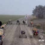 Melek Baykal Instagram - Güne böyle çok özel bir video ile başlamak istedim…böylesi güzel bir yürüyüş yolu gördünüzmü hiç♥️… #hayvandostlarimizasahipcikalim @kopekvelisiii
