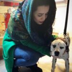 Melika Sharifinia Instagram - ا صد و یک سگ خالدار یادتونه؟ من عاااشق این کارتون بودم 😍 فیلمشو که ساختن که دیگه کلا از خوشی مردم ! به نظرم سگ‌های خالدار یکی از زیباترین نژادهای سگ‌ها هستن و جالب‌ترین اتفاقشون برای من اینه که همه‌شون سفید به دنیا میان و بعد از یکی دو ماه تازه خالاشون مشخص میشه ! این برای من اوج جذابیتشونه... درست مثل ظاهر شدن یک عکس... یا وقتی تو نقاشی داری همینطور رنگ روی رنگ می‌پاشی تا ببینی چه طرحی بهت میده ! به نظرم آقای خدا وقتی این فسقلیا رو خلق کرده خیلی دلش سورپرایز می‌خواسته و ساعت‌ها همه چیزو ول کرده و نشسته ببینه هرکدومشون چه شکلی میشن ! 😀 همیشه دلم می‌خواست منم صد و‌ یکی از اینا داشتم و می‌تونستم ظاهر شدن خال‌هاشونو ببینم ! شما چطور ؟ 😍 ا پ ن : خدای من آقاست ، همین‌قدرم جالب و کنجکاوه خدای شما ، خب... خدای خودتونه ! 🙂 ا درضمن این هاپوی زیبا مال نیست ولی برای واگذاری گذاشتن اگر کسی واقعا می خوادش و شرایط نگهداریش رو داره می‌تونه به این پیج مراجعه کنه ، دکتر ساسان عزیز راهنماییشون می‌کنن 👈 @dr.sasan.vet 👉🌹 ا